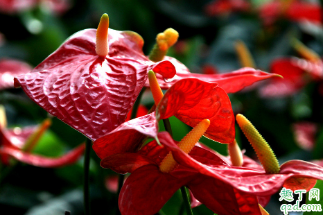 红掌茎部变黑是怎么引起的 红掌茎部变黑还有救吗