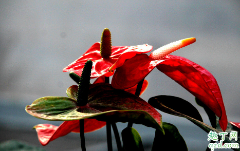 红掌茎部变黑是怎么引起的 红掌茎部变黑还有救吗