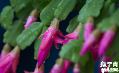 蟹爪兰叶片打蔫怎么办 为什么蟹爪兰叶片打蔫