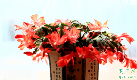 蟹爪兰叶片打蔫怎么办 为什么蟹爪兰叶片打蔫