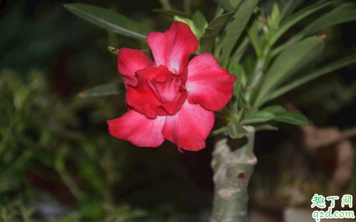 沙漠玫瑰几月砍头好 给沙漠玫瑰砍头须注意什么