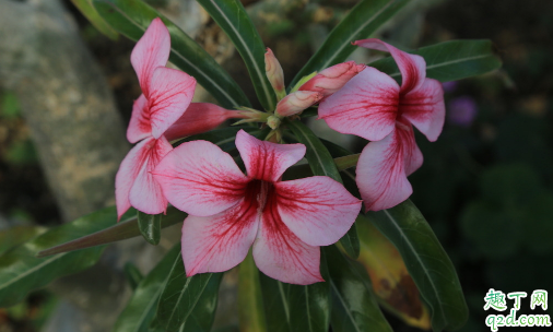 沙漠玫瑰深盆栽好还是浅盆栽好 沙漠玫瑰怎样养长得旺盛