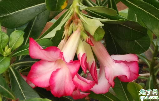 沙漠玫瑰深盆栽好还是浅盆栽好 沙漠玫瑰怎样养长得旺盛