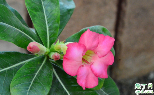 沙漠玫瑰深盆栽好还是浅盆栽好 沙漠玫瑰怎样养长得旺盛