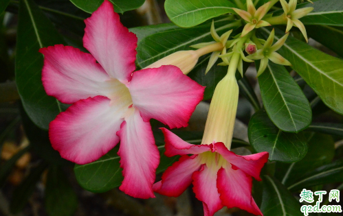 沙漠玫瑰的花期是什么时候 刚种完的沙漠玫瑰多久能开花