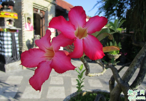 沙漠玫瑰的花期是什么时候 刚种完的沙漠玫瑰多久能开花