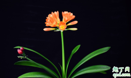 君子兰怎么选盆 君子兰多长时间换一次盆