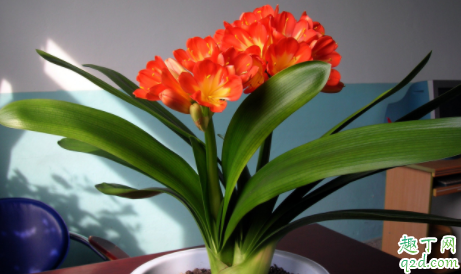 君子兰怎么选盆 君子兰多长时间换一次盆