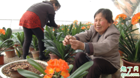 君子兰怎么选盆 君子兰多长时间换一次盆