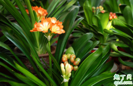 君子兰应选择什么肥料施肥 君子兰花盆需要几个排水孔