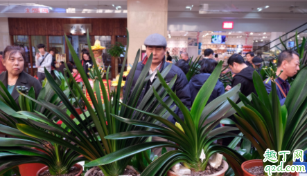 君子兰应选择什么肥料施肥 君子兰花盆需要几个排水孔