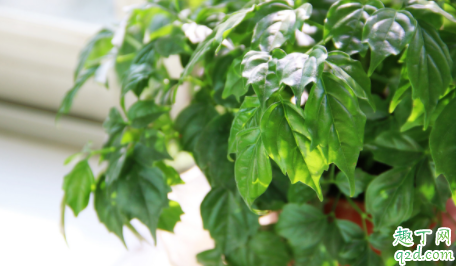 幸福树最适宜什么样的环境 幸福树浇水要注意什么