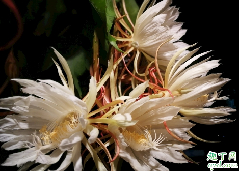 昙花好养活吗 ?昙花怎样养才能花开旺盛