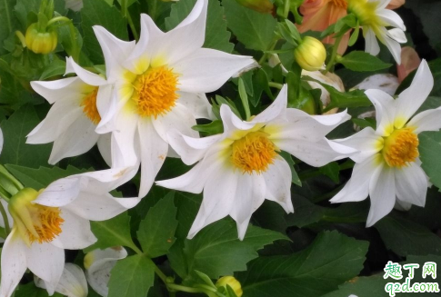 小丽花花期可以施肥吗 小丽花怎么施肥花开的好