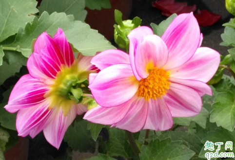 小丽花花期可以施肥吗 小丽花怎么施肥花开的好