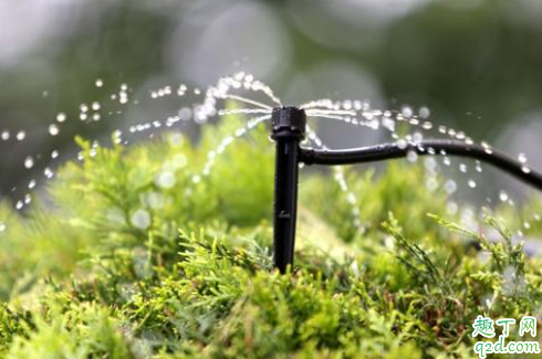 茶水可以浇花草吗 茶水浇什么花好
