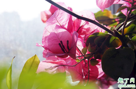 三角梅为什么会长蚜虫 三角梅花有蚜虫怎么解决