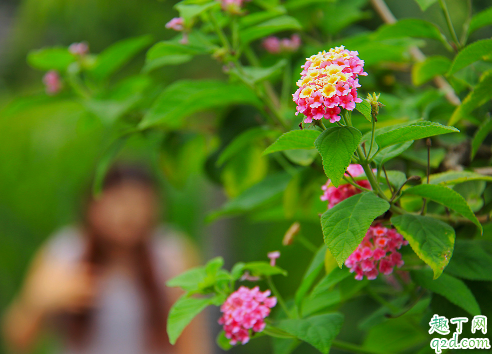 如意花叶子打卷是怎么回事 如意花老是卷叶子该怎么办