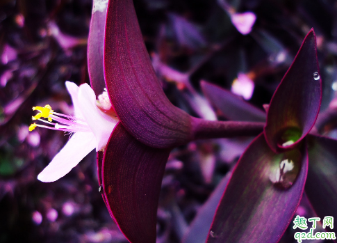 紫罗兰水养成活率高吗 水培紫罗兰如何养护