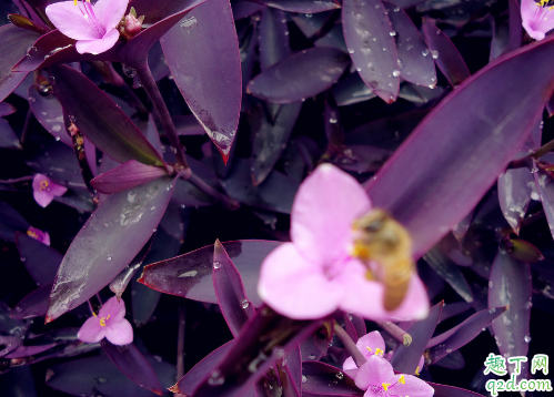 紫罗兰水养成活率高吗 水培紫罗兰如何养护