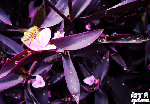 紫罗兰水养成活率高吗 水培紫罗兰如何养护