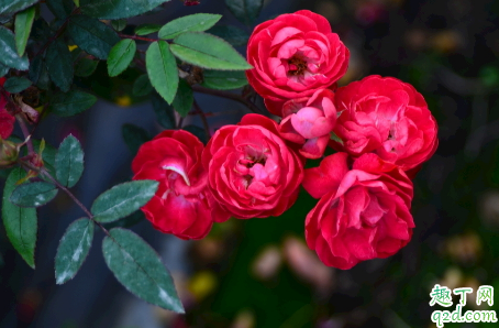 玫瑰花冬天能开花不 玫瑰花花期能有多长