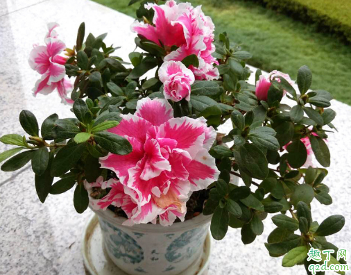 套盆养花好吗 套盆养花老漏是怎么回事