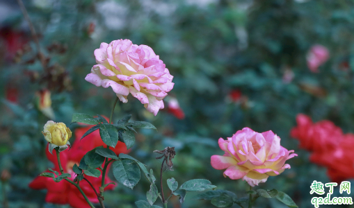 套盆养花好吗 套盆养花老漏是怎么回事