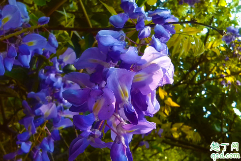 紫罗兰花阳光多好还是少好 紫罗兰怎么养长得旺盛