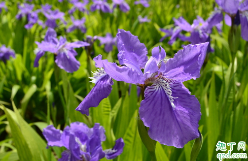 紫罗兰花阳光多好还是少好 紫罗兰怎么养长得旺盛