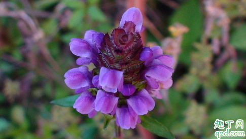 紫罗兰花阳光多好还是少好 紫罗兰怎么养长得旺盛
