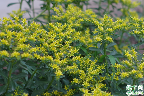 佛甲草老烂叶烂根是怎么回事 佛甲草烂叶烂根怎么解决