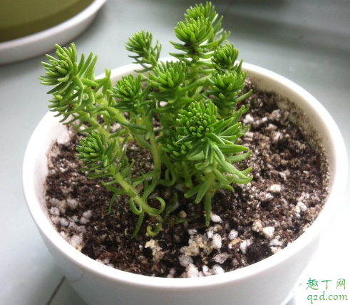 佛甲草养在室内能行吗 佛甲草怎样养长得旺盛