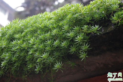 佛甲草养在室内能行吗 佛甲草怎样养长得旺盛