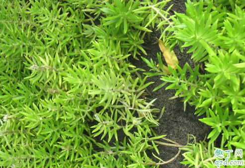 佛甲草养在室内能行吗 佛甲草怎样养长得旺盛