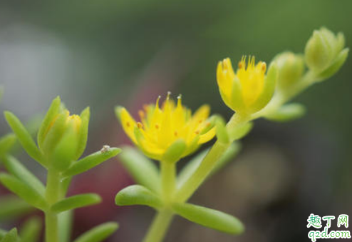 佛甲草好养活吗 佛甲草怎么种植成活率高