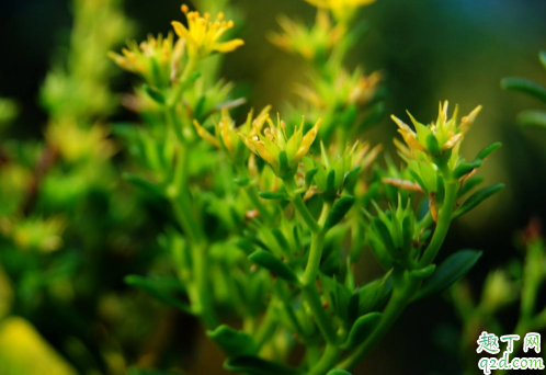 佛甲草好养活吗 佛甲草怎么种植成活率高