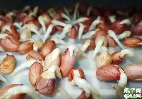 花生发芽能吃吗有毒吗 花生发霉有黄曲霉素吗