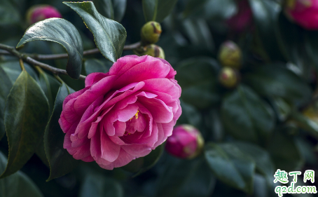 带花苞的茶花可以换盆不 新买的茶花啥时候换盆成活率高