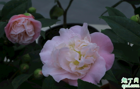 带花苞的茶花可以换盆不 新买的茶花啥时候换盆成活率高