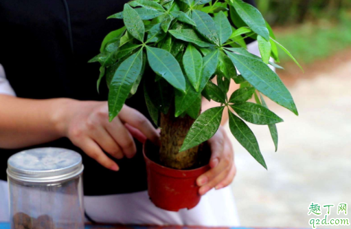如何让发财树抽新芽 发财树新发的嫩芽干枯是什么原因