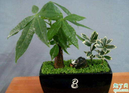 如何让发财树抽新芽 发财树新发的嫩芽干枯是什么原因