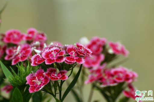石竹的花语是拒绝吗 石竹种子什么时候播种