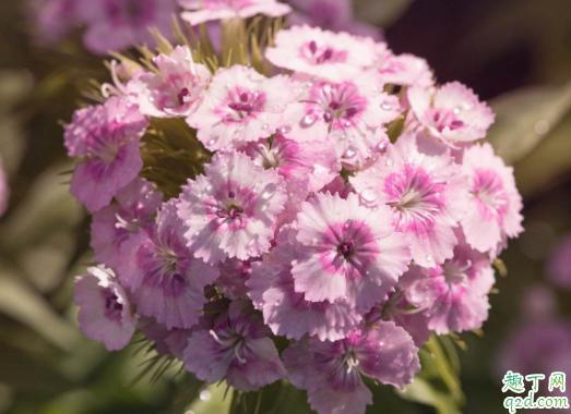 冬天石竹幼苗可以栽吗 香石竹什么时候定植