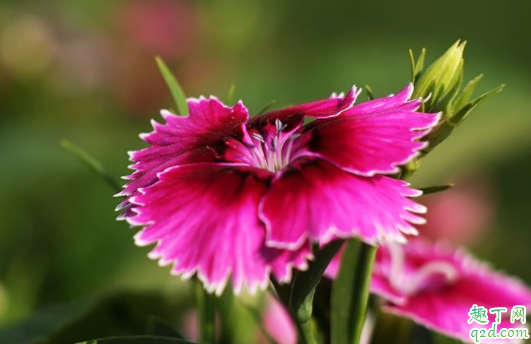 冬天石竹幼苗可以栽吗 香石竹什么时候定植