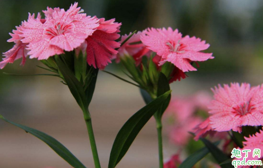 冬天石竹幼苗可以栽吗 香石竹什么时候定植