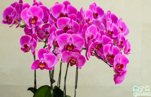 蝴蝶兰耐寒不耐寒 蝴蝶兰冬天该怎么养护