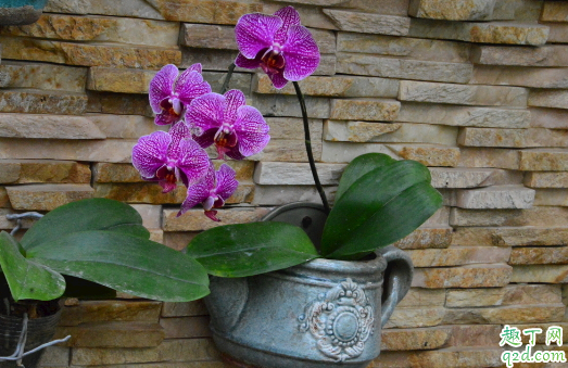 蝴蝶兰耐寒不耐寒 蝴蝶兰冬天该怎么养护