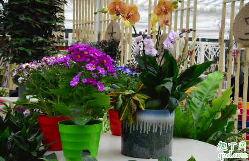君子兰蝴蝶兰哪个好养 养蝴蝶兰需注意哪些事项