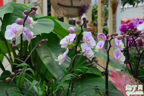 君子兰蝴蝶兰哪个好养 养蝴蝶兰需注意哪些事项